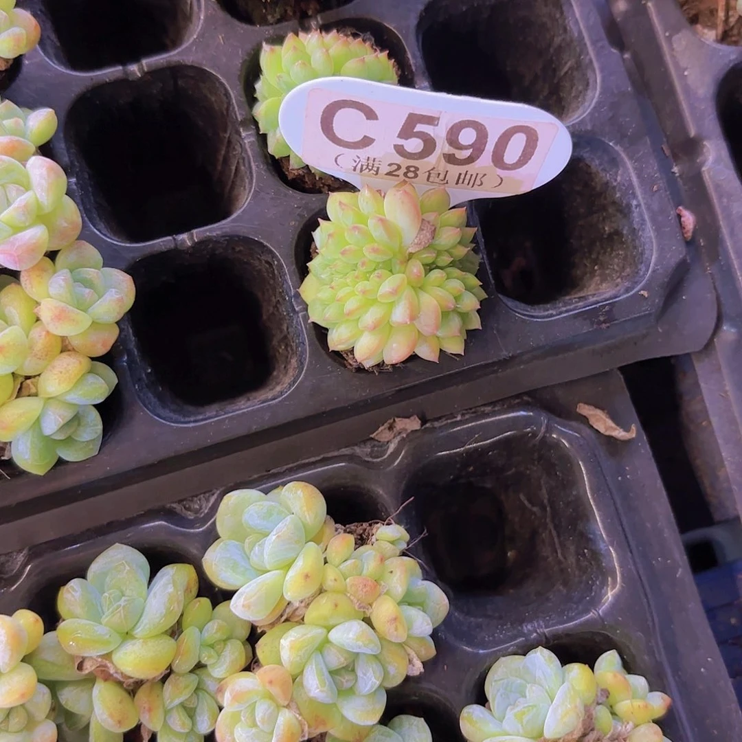 C590甘露缀一物一拍