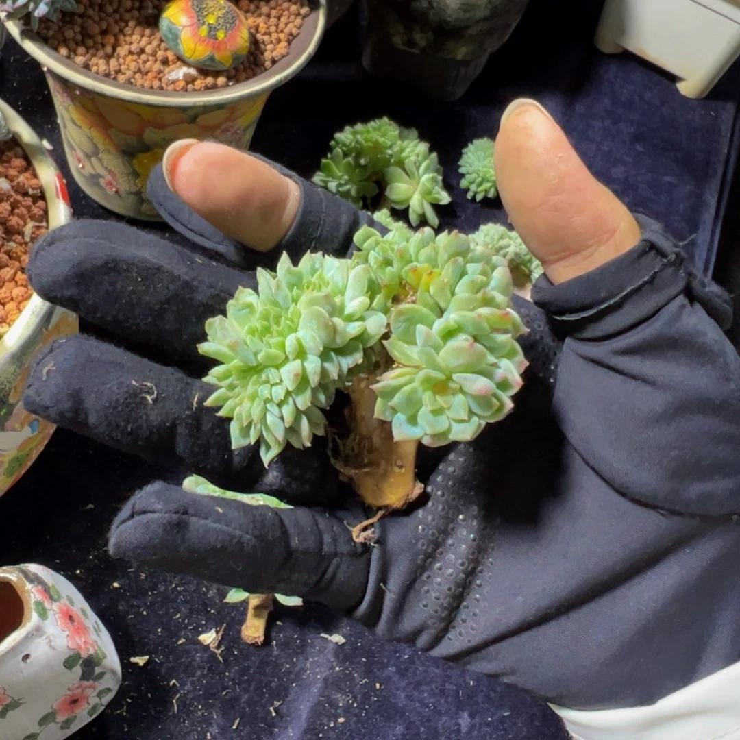 ?**蒿天天开心 天天开心