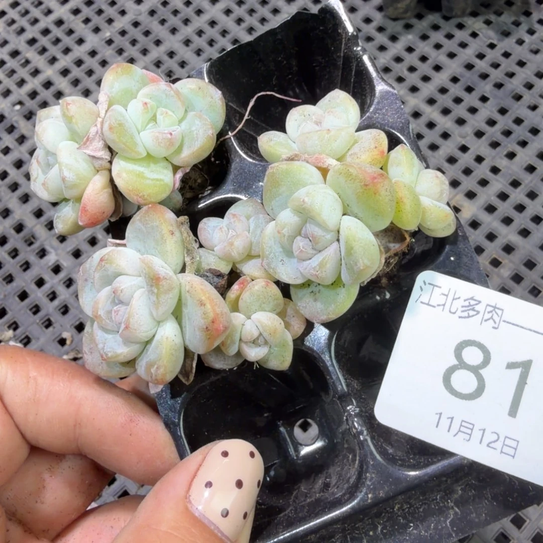 81 号到手1框江北多肉一物一拍