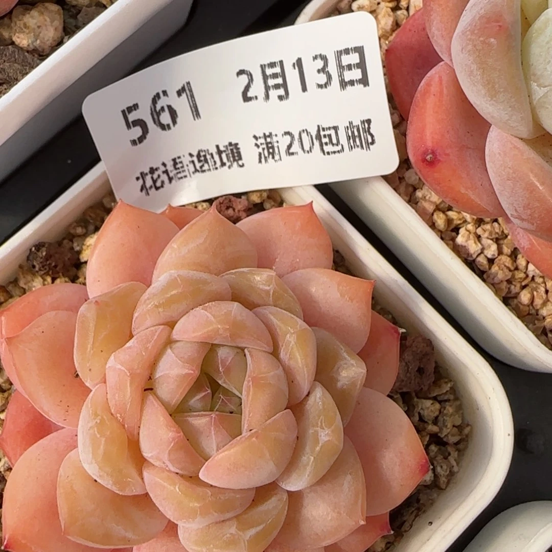 花语逸镜0213-561