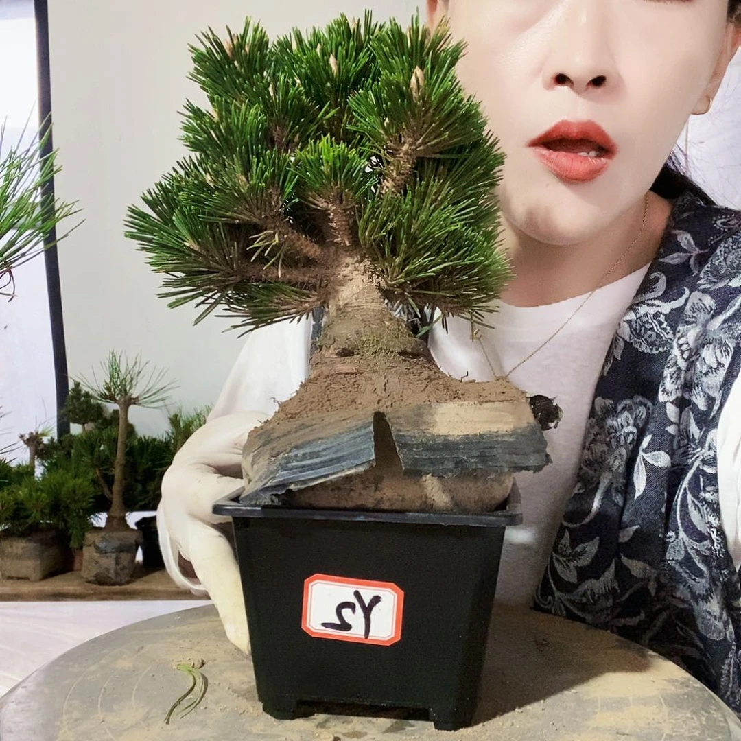 无花朵植物形态多年生草本