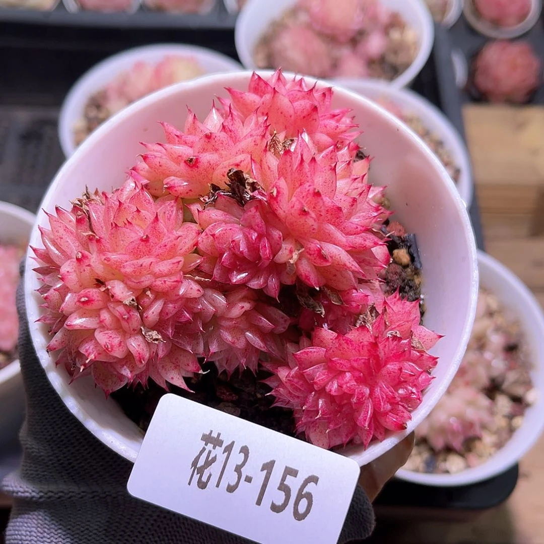 花13-156麦秆群生