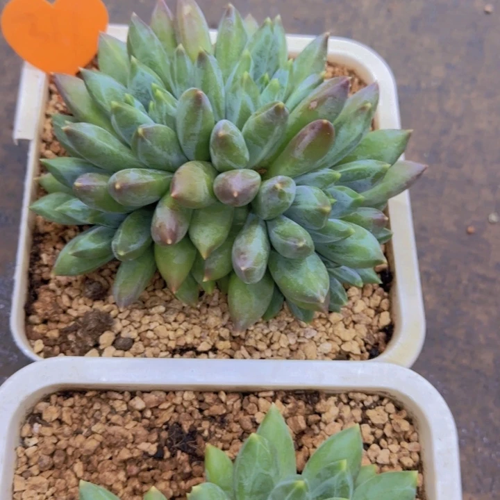 恩***宝311多肉植物一物一拍