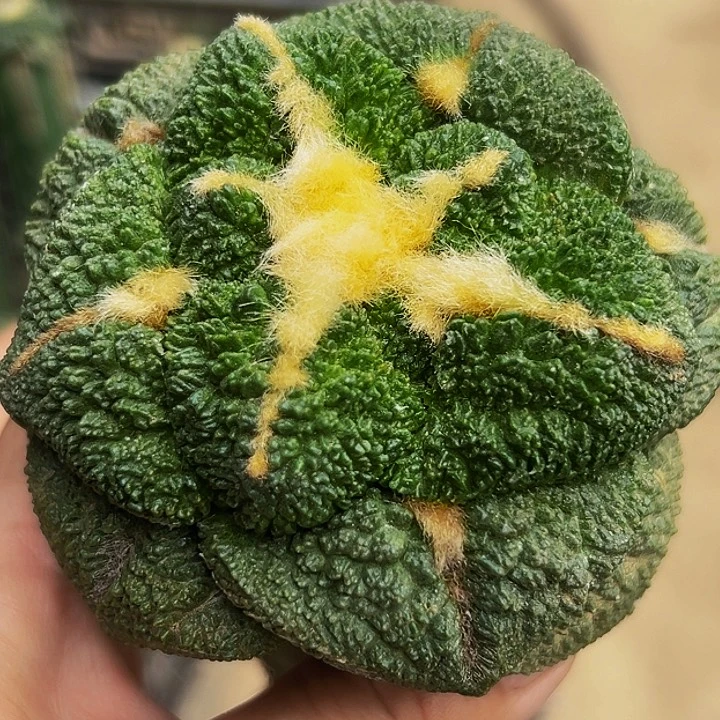 无花朵细密尤大尤黑哥斯拉牡丹589
