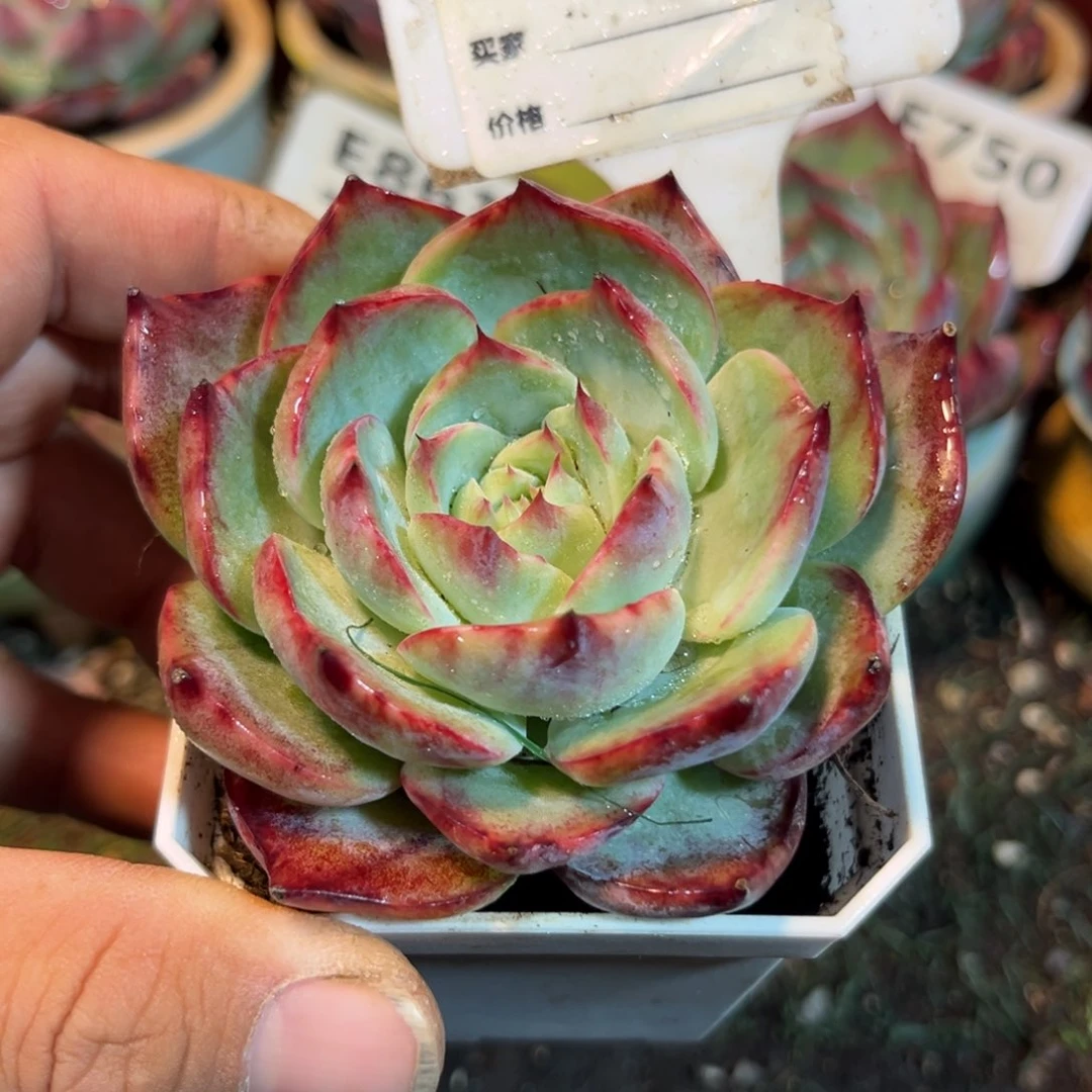 惊鸿一瞥822岁小