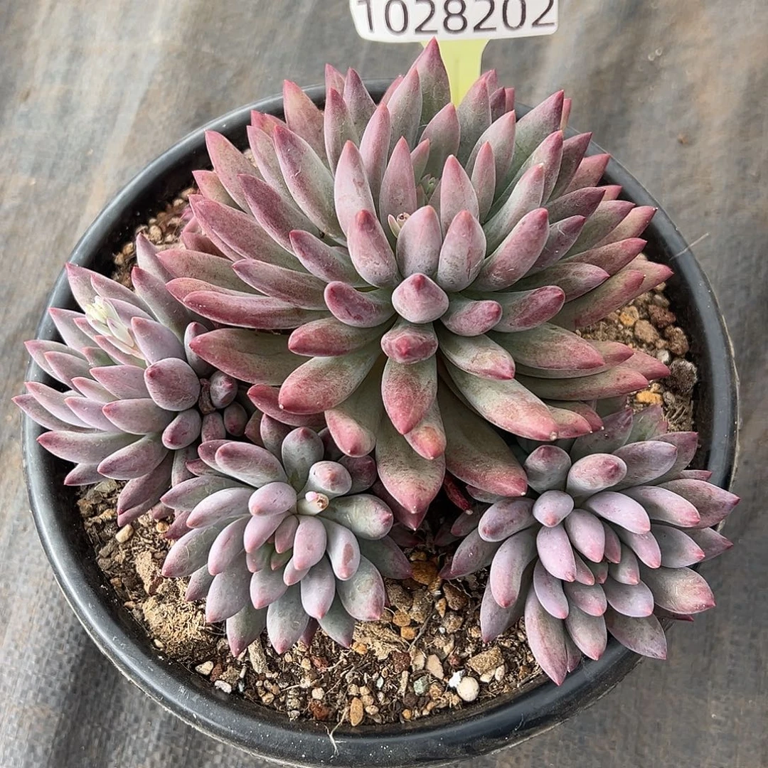 1028202 车厘子美人群生无砍4头