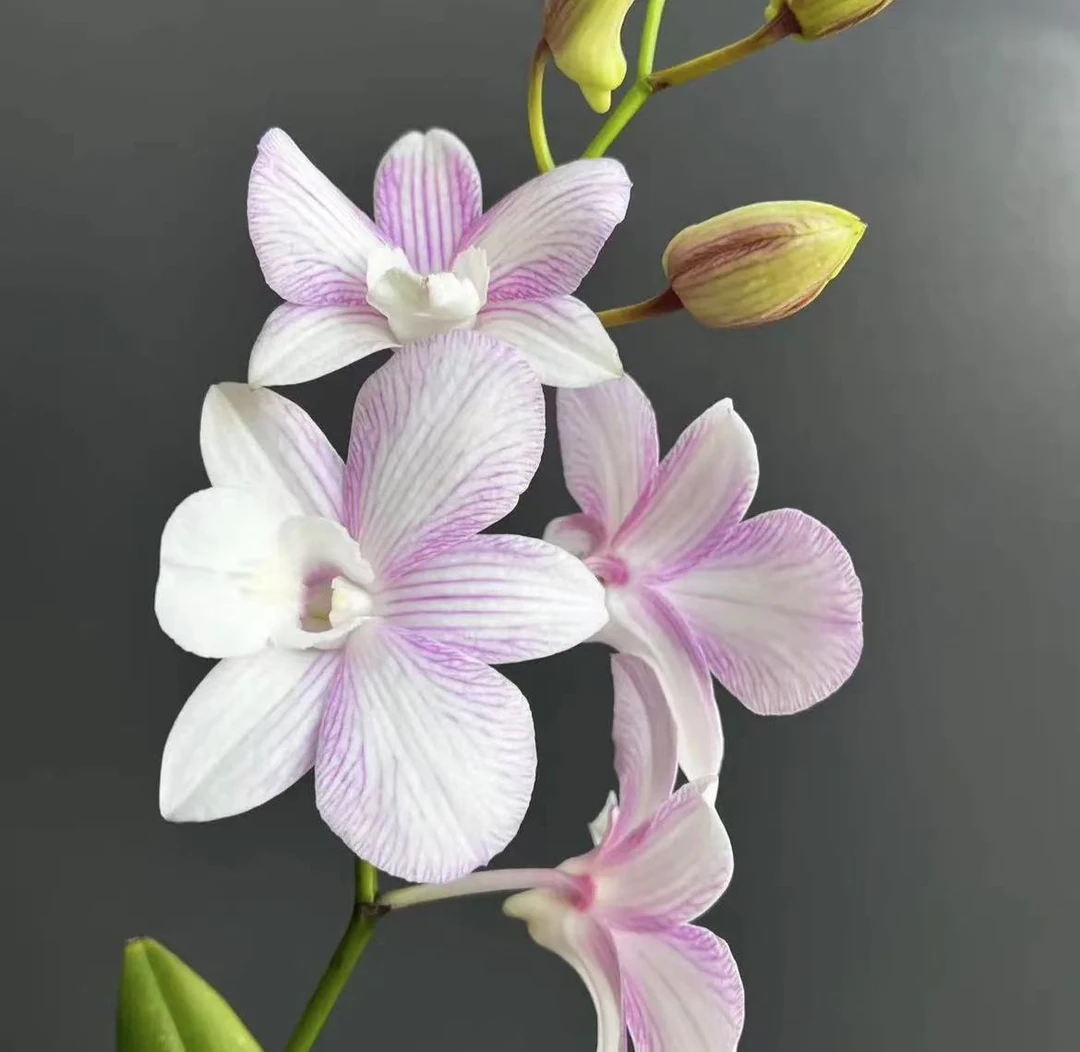 媚娘石斛兰秋石斛带花带花苞发货