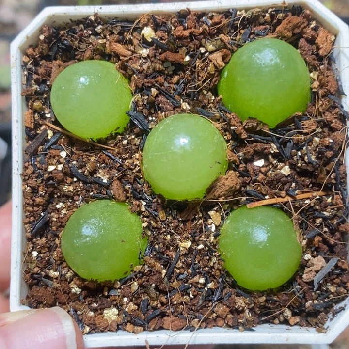 鹅蛋灯泡1.78特价