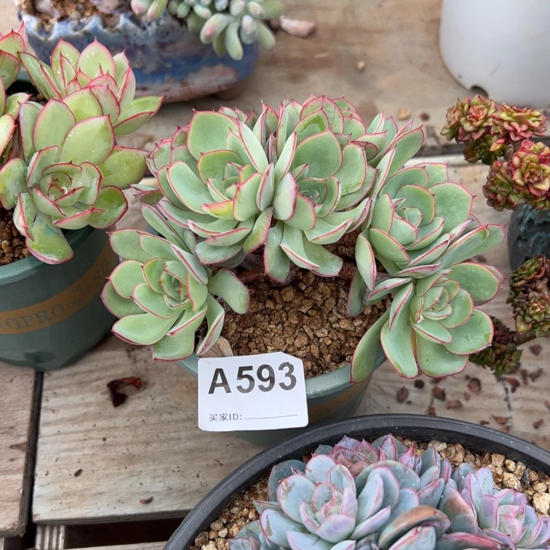 @***儿593号牡丹亭多肉多肉