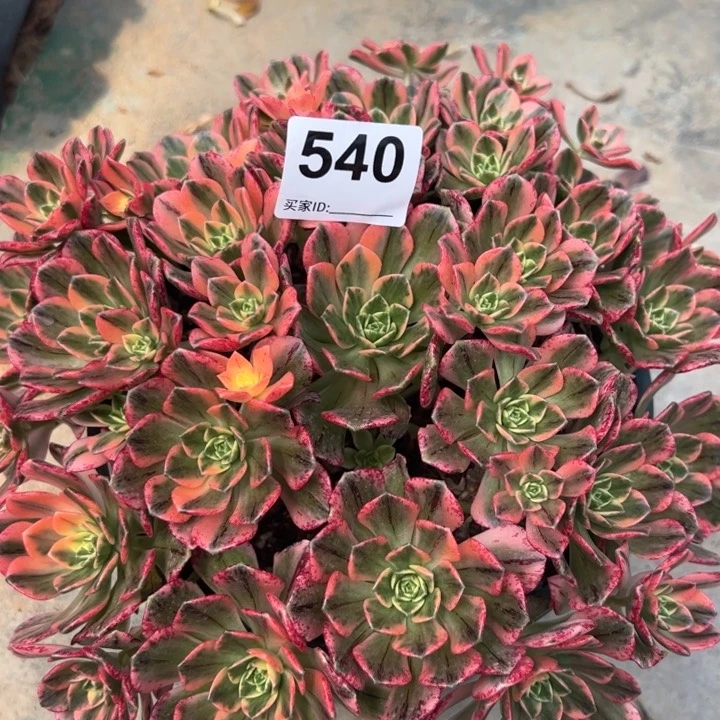 540甜茶25厘米左右嫩庄