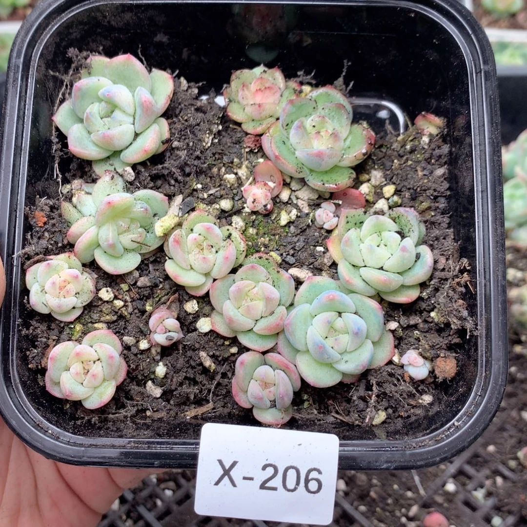 无花朵X206英语英语