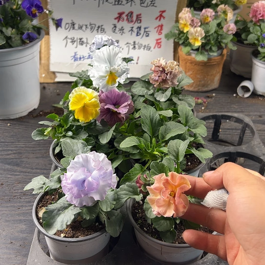 大部分花苞少量开放359号