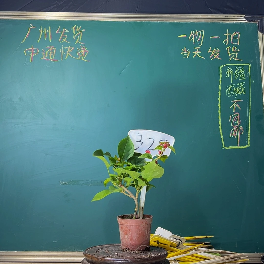 当前无花栽培后可以开花暗斑红花盲盒掌中宝 328