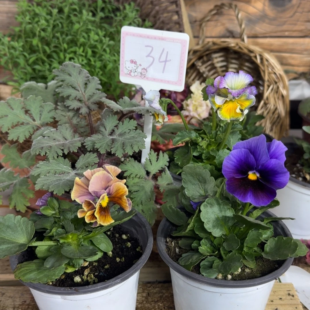 无花朵1205  34组4棵