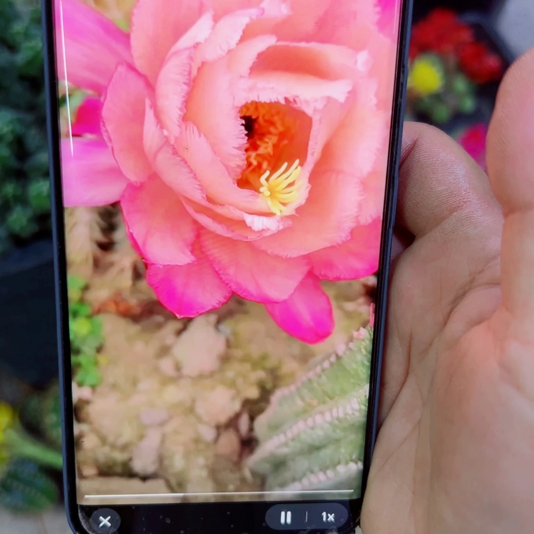 下155毛保罗歪无根侧芽4公分左右20包邮