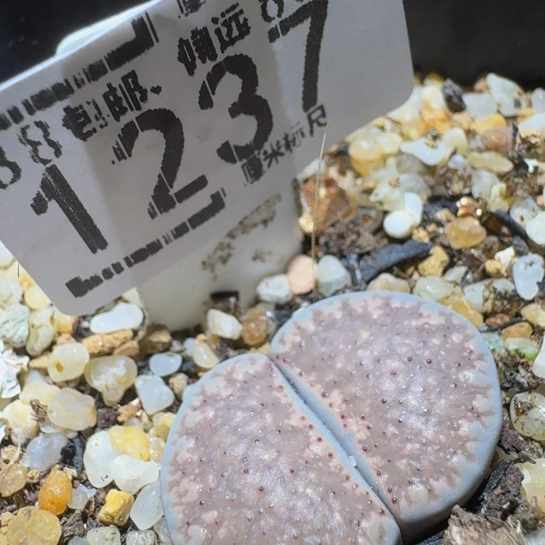 Ssss精品生石花1237