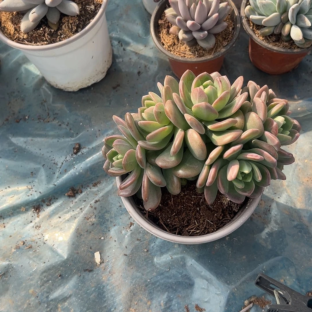 野***家多肉植物实物直播实物248