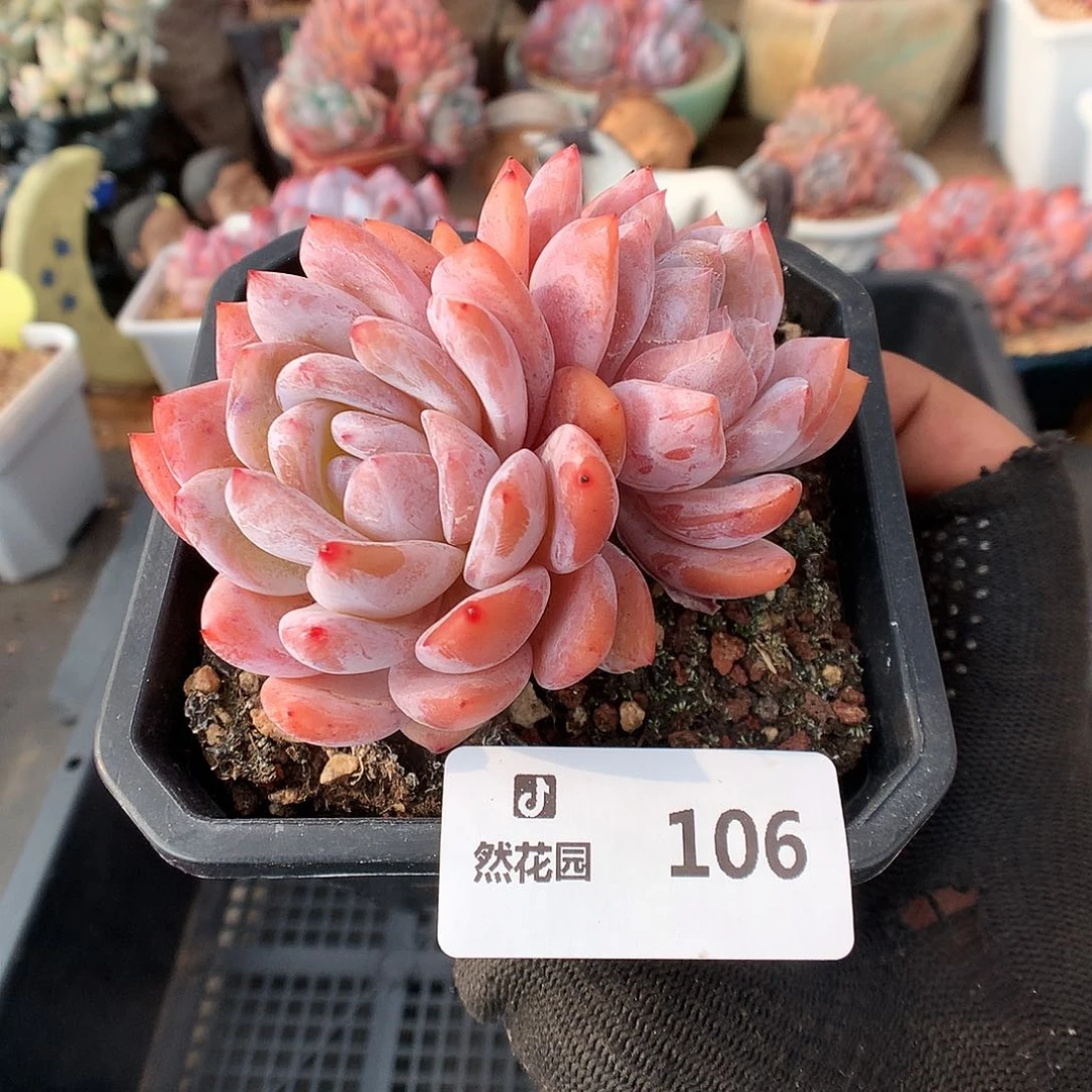 106雪天使有砍多肉植物