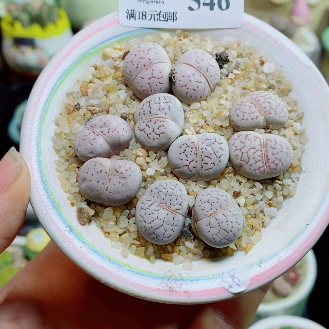 生石花花花花花花546