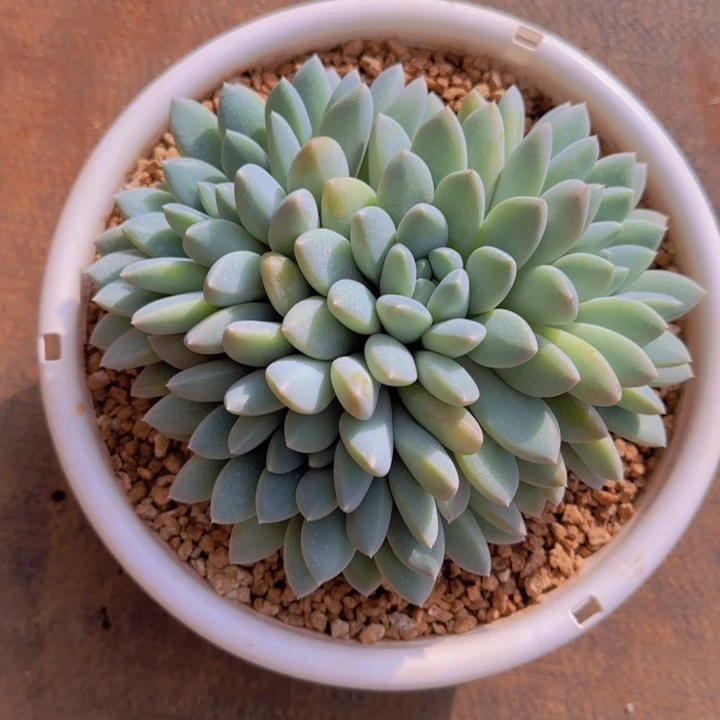 奶糖福利111111111