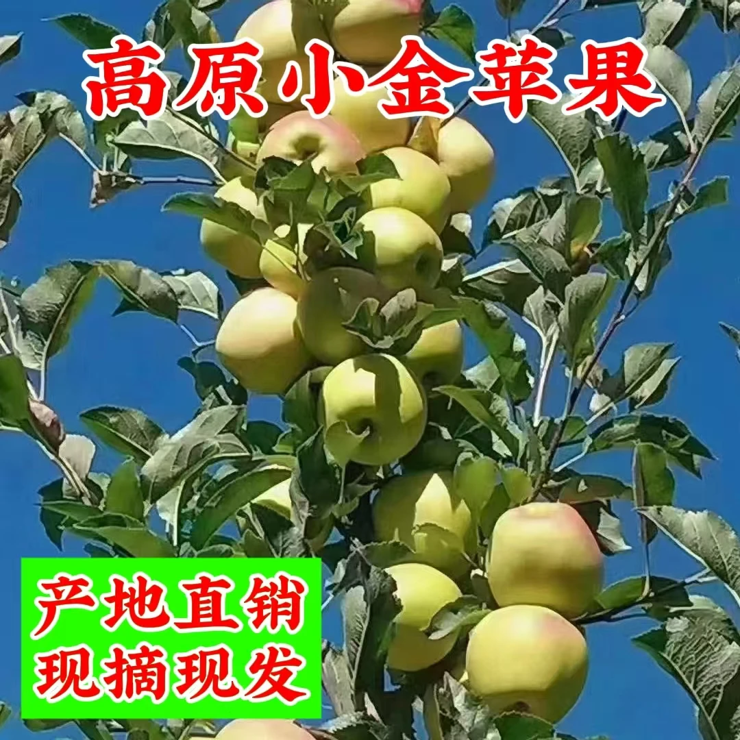高原特产小金县生态青苹果