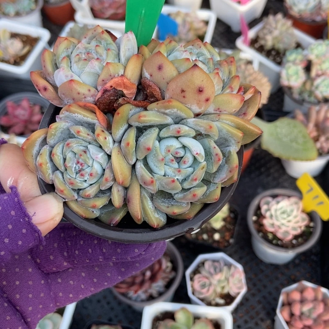 1909橙子多肉植物多肉