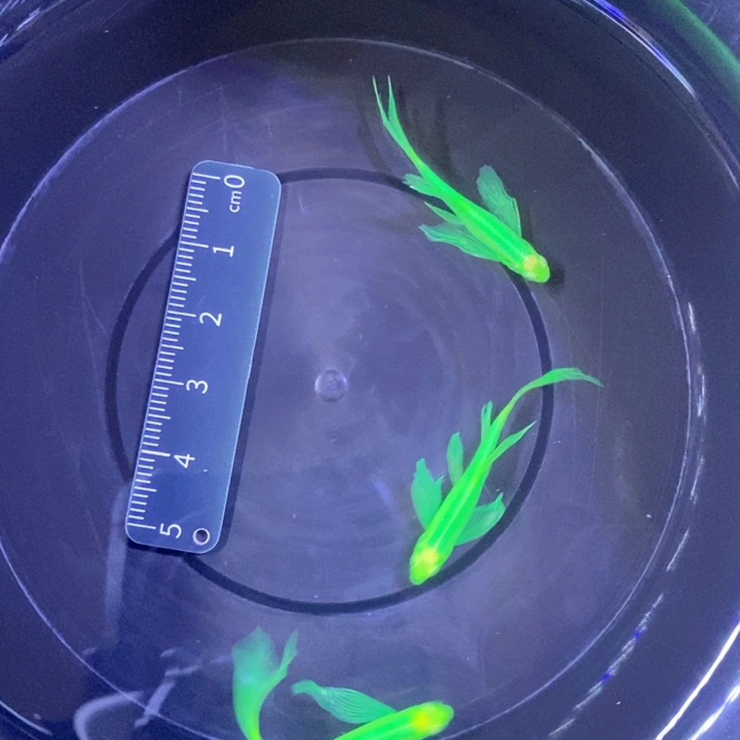 斑马鱼蝶翼斑马3-4厘米绿色3条