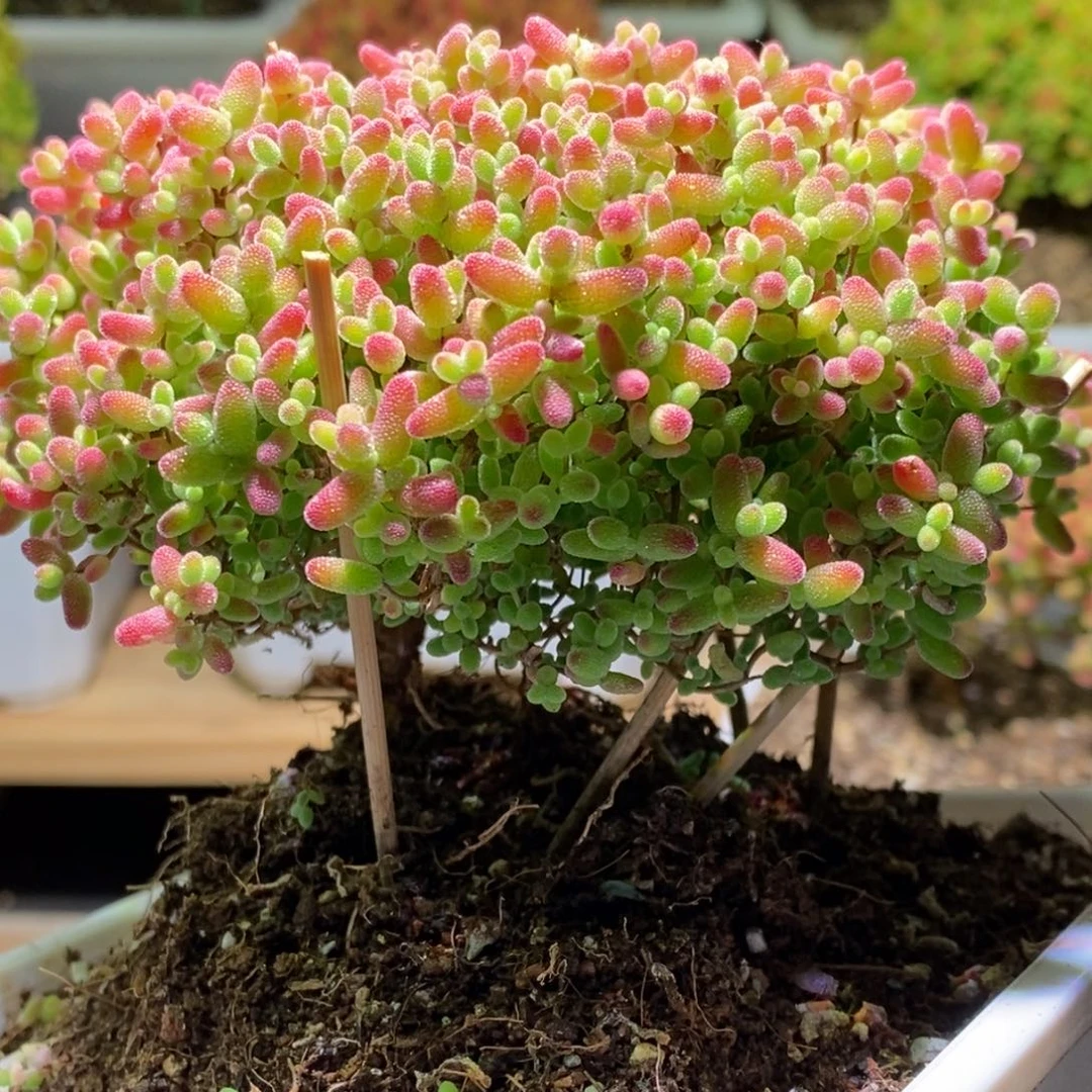 蜜桔糖球枝干番杏A765