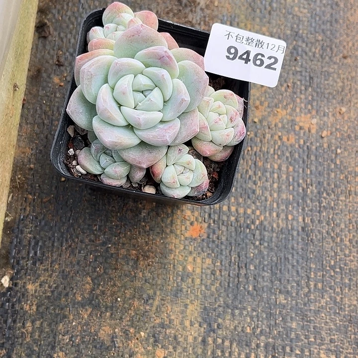 阿雅园艺。       9462