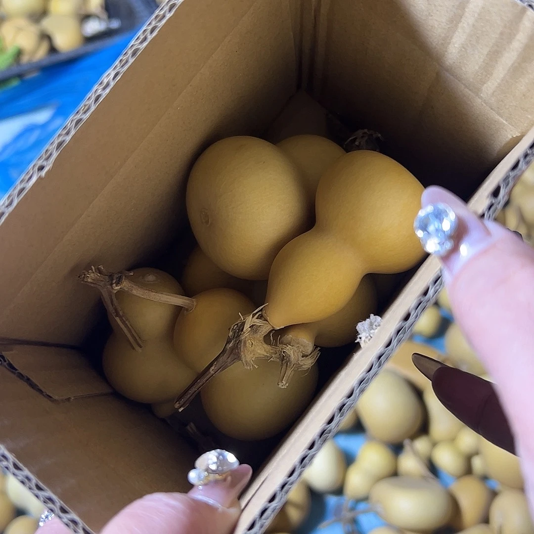 葫芦厚皮葫芦 什么型都有