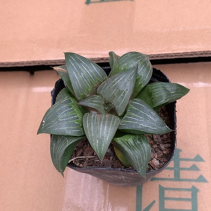 花***夏寿带盆土发货mellon