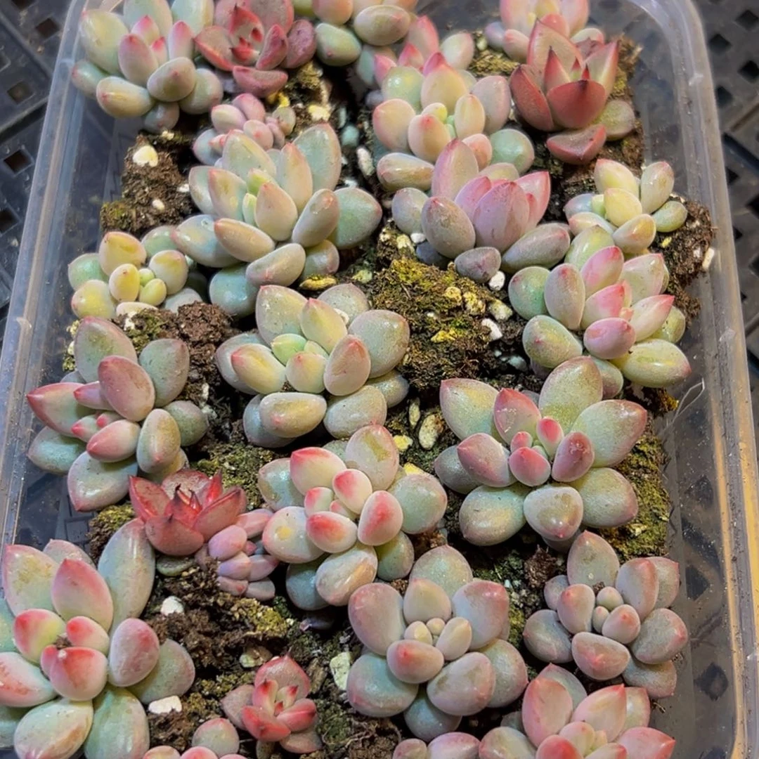 099多肉的小龙虾都有吃