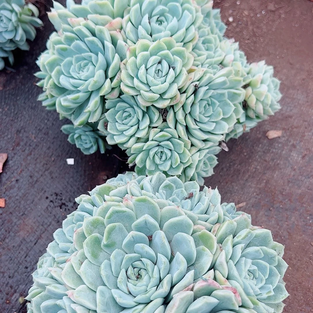 厚叶白月影多头群生2盆