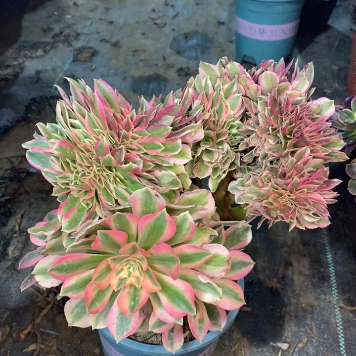 粉女巫缀多肉植物40。