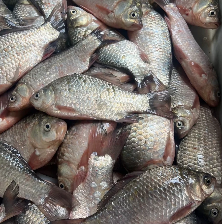 野生小鲫瓜子鲫鱼10斤-整条不杀发货---淡水野生鱼