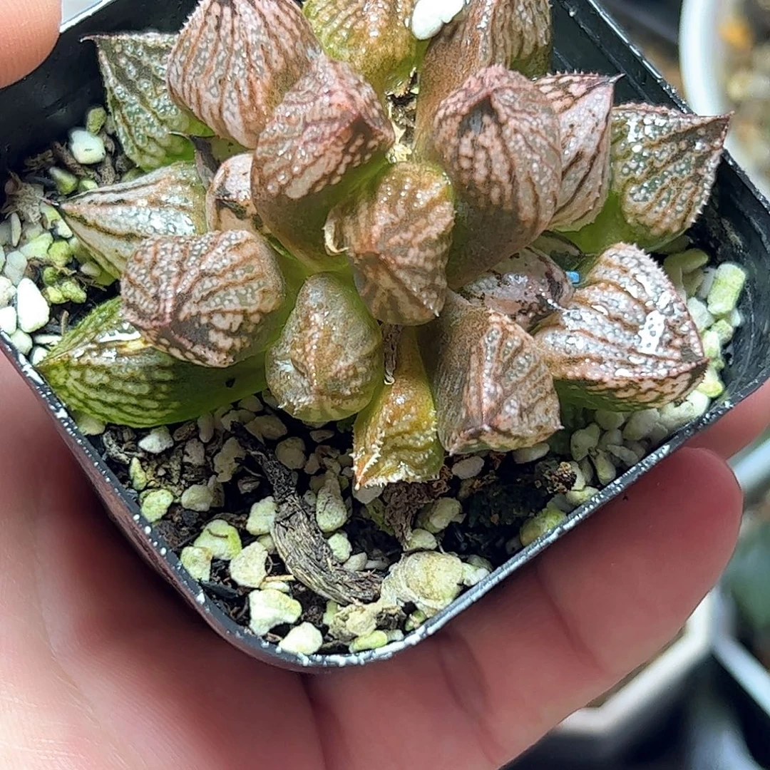 皇妃变异十二卷多肉植物