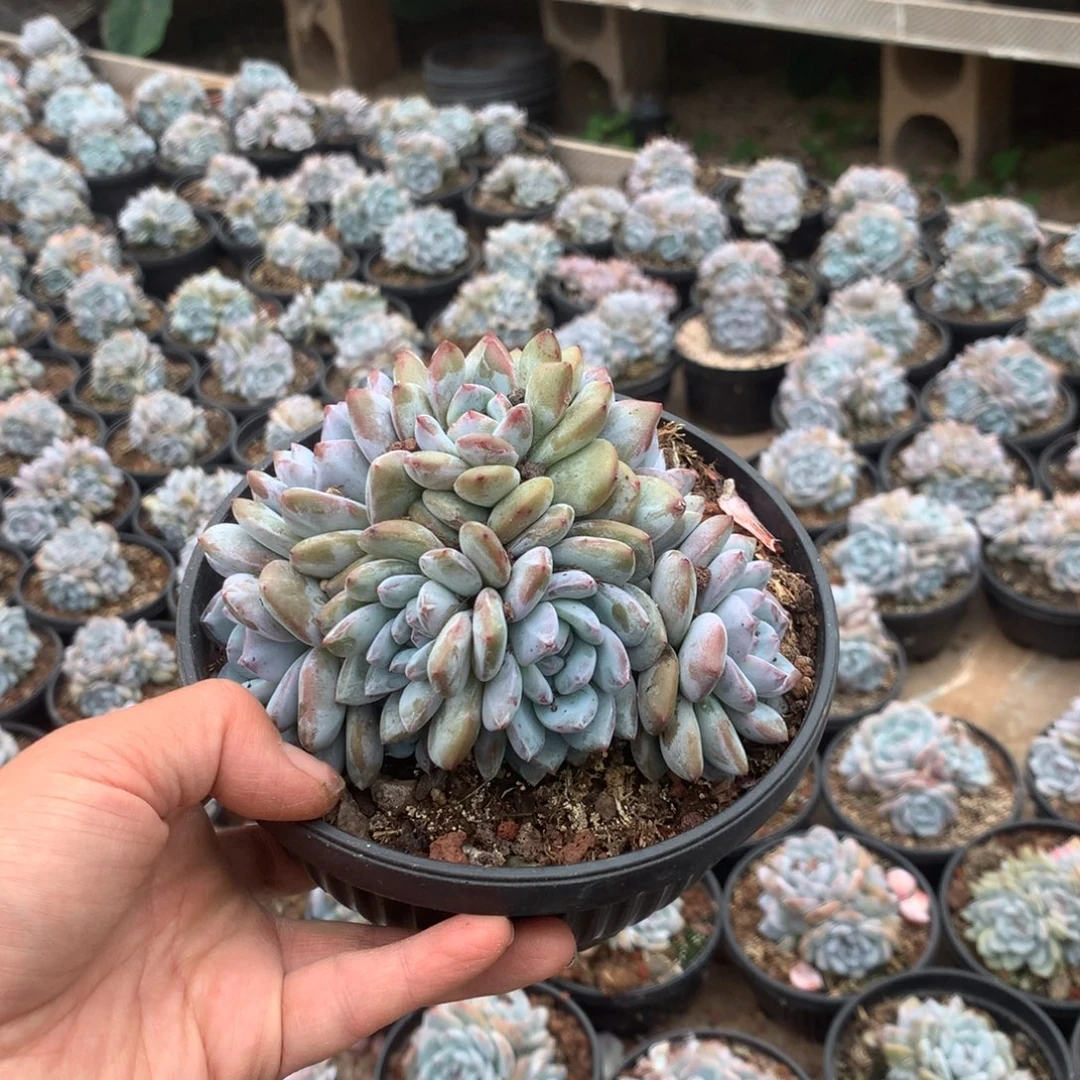 无花朵无砍花花花花花花花花21