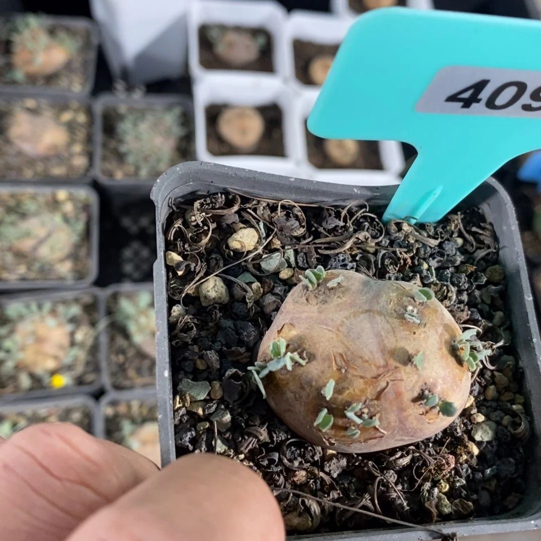 产地格加厚炖菊一个