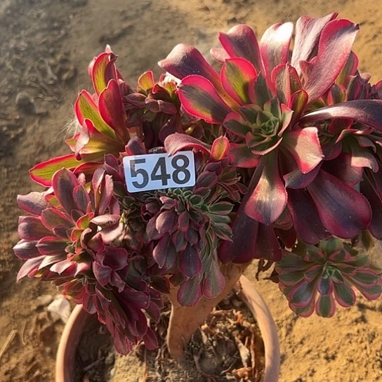 幸***伱多肉植物一个美548