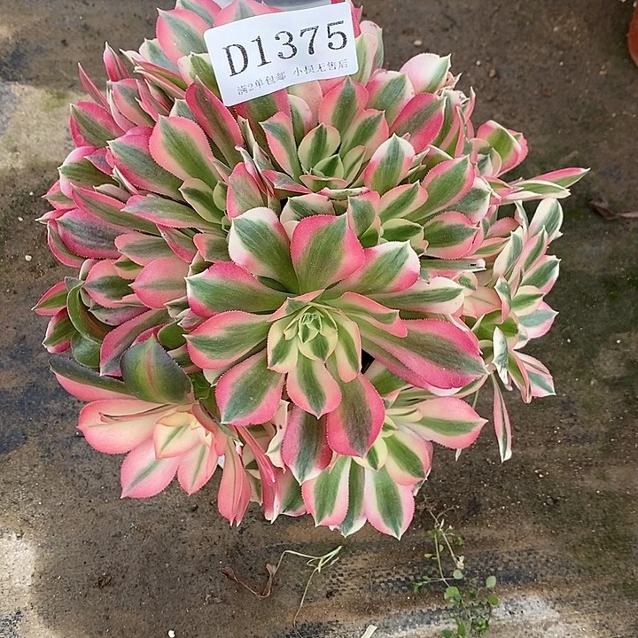 1375粉女巫多肉不周正