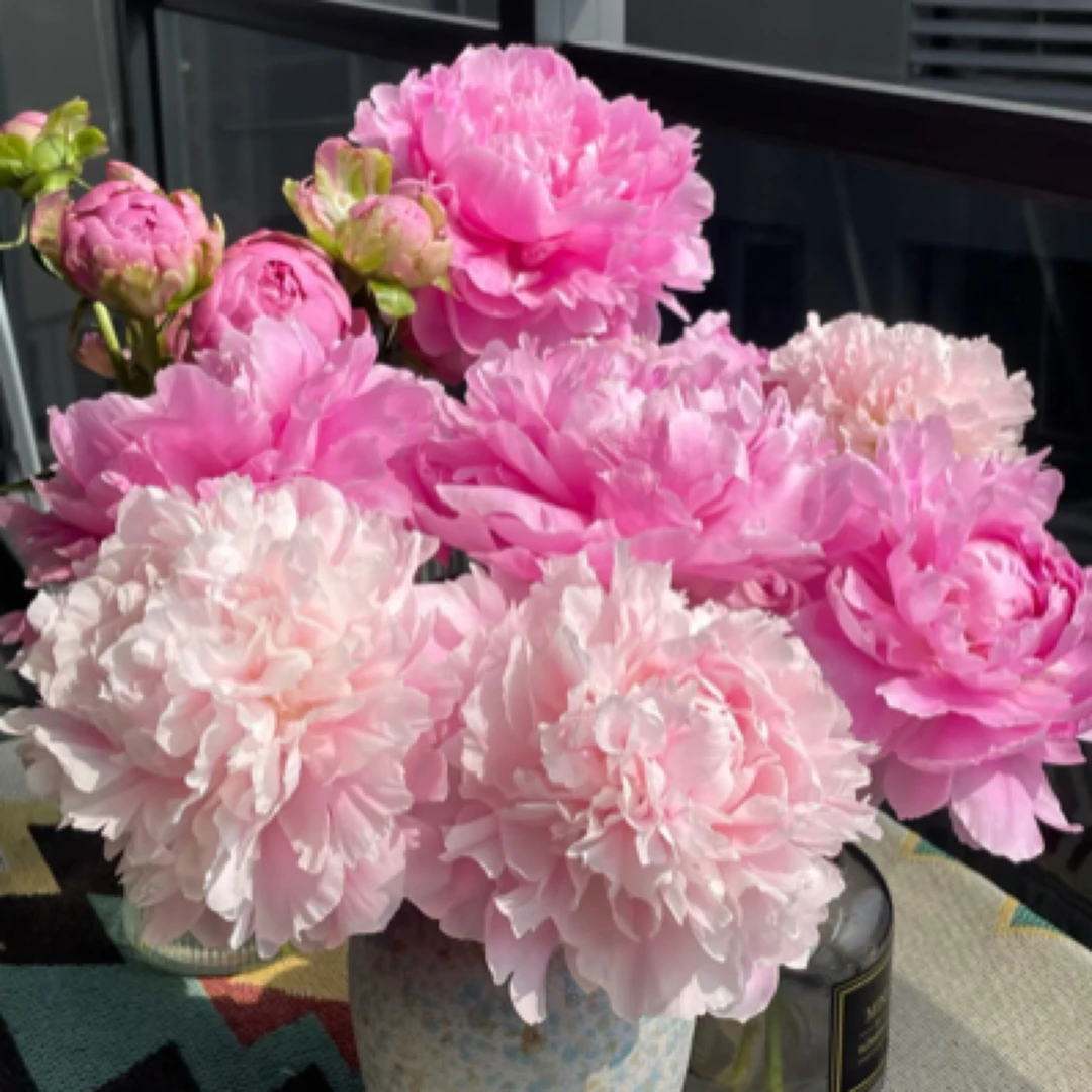 【五月花神】山东重瓣芍药10支