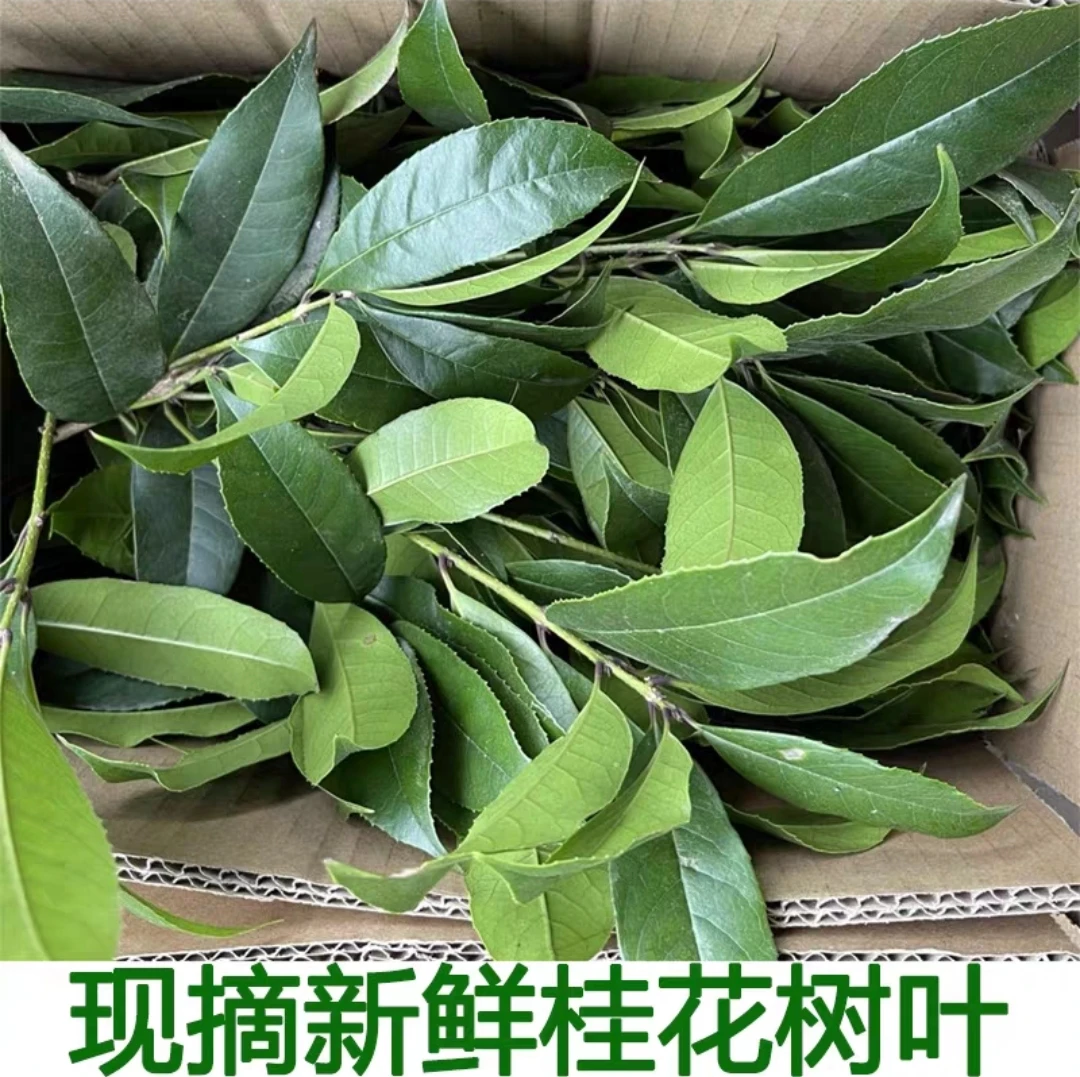 高山天然新鲜桂花树叶真树叶现摘手工diy叶脉书签桂花叶四季桂叶