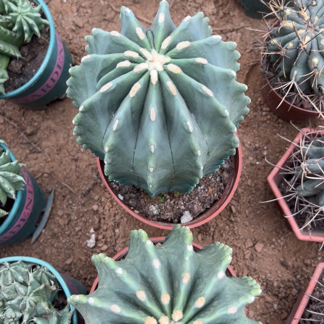 无刺王冠龙随机一颗。