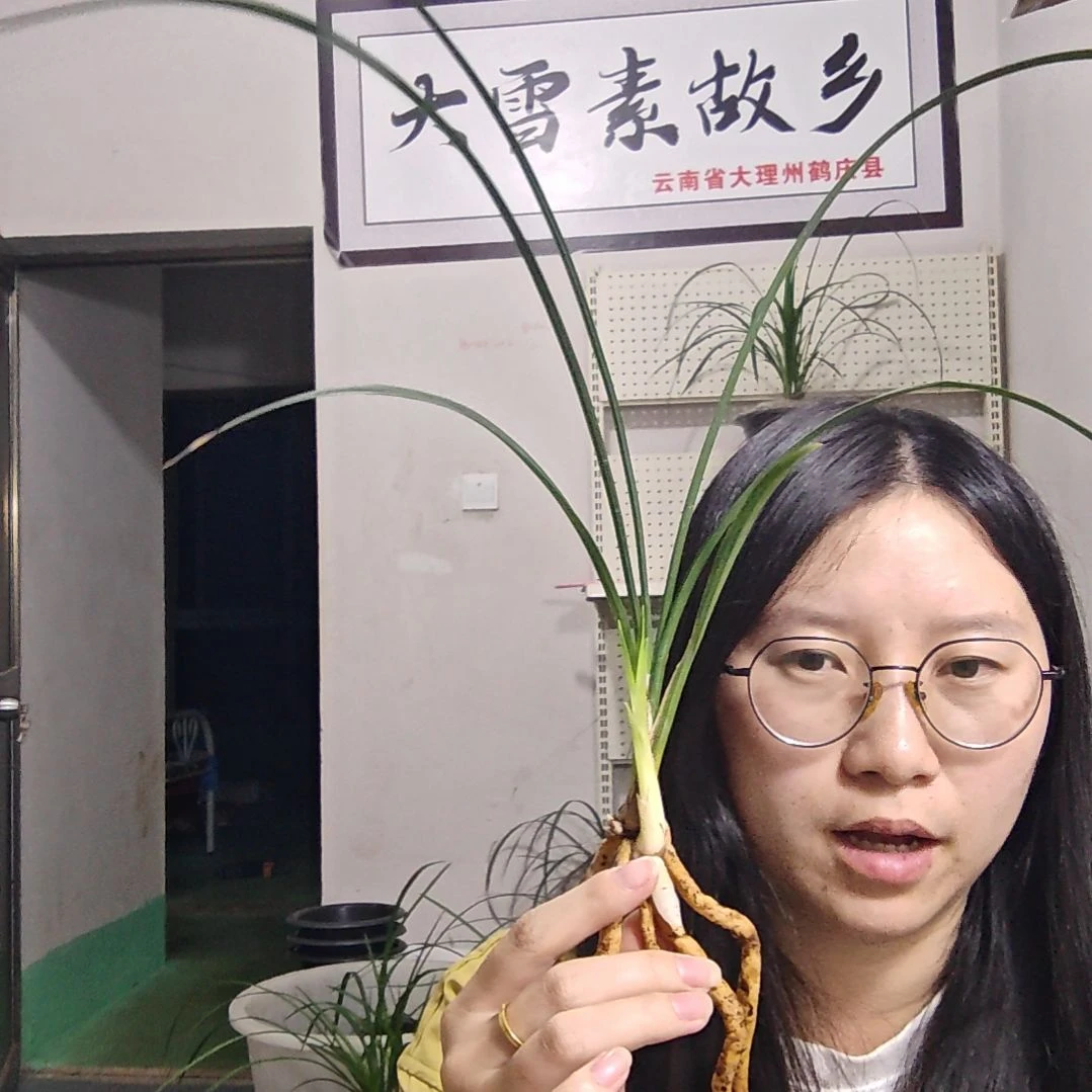 当前无花栽培后可以开花
