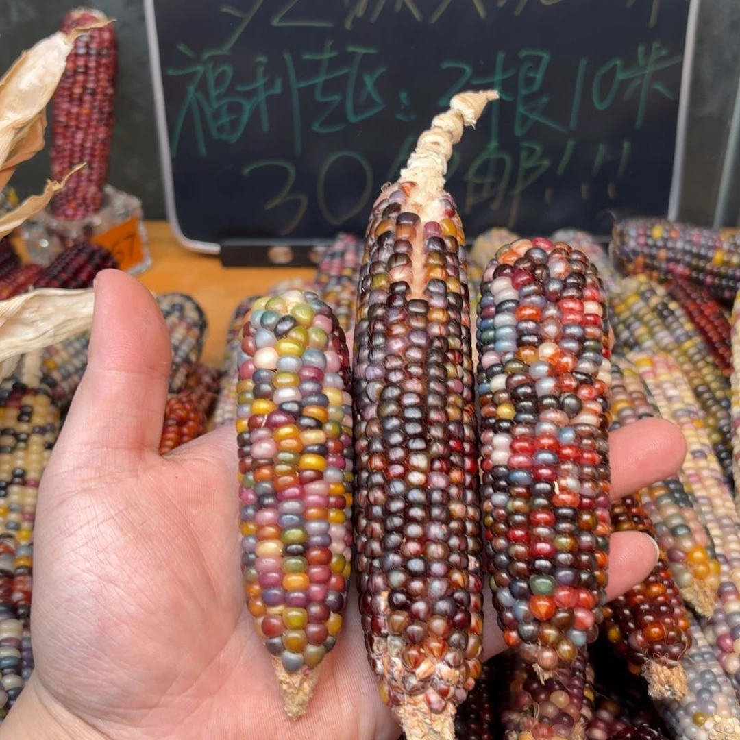 柏香籽/百香籽吊坠遗*