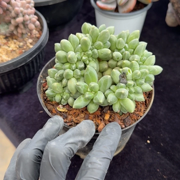 11厘米左右一物一拍的