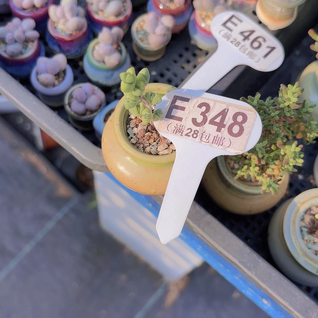 E348元宝一物一拍