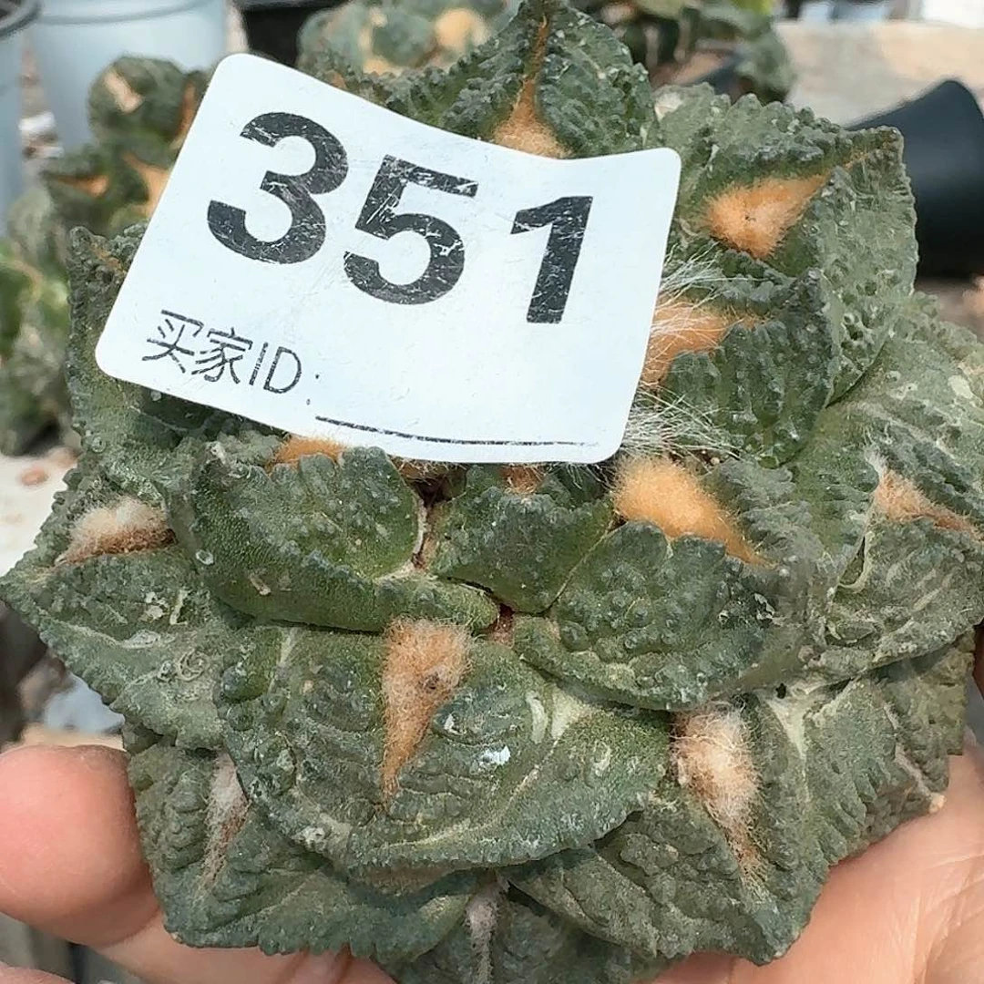 【闪购商品】无花朵不***~勾尤龟甲351