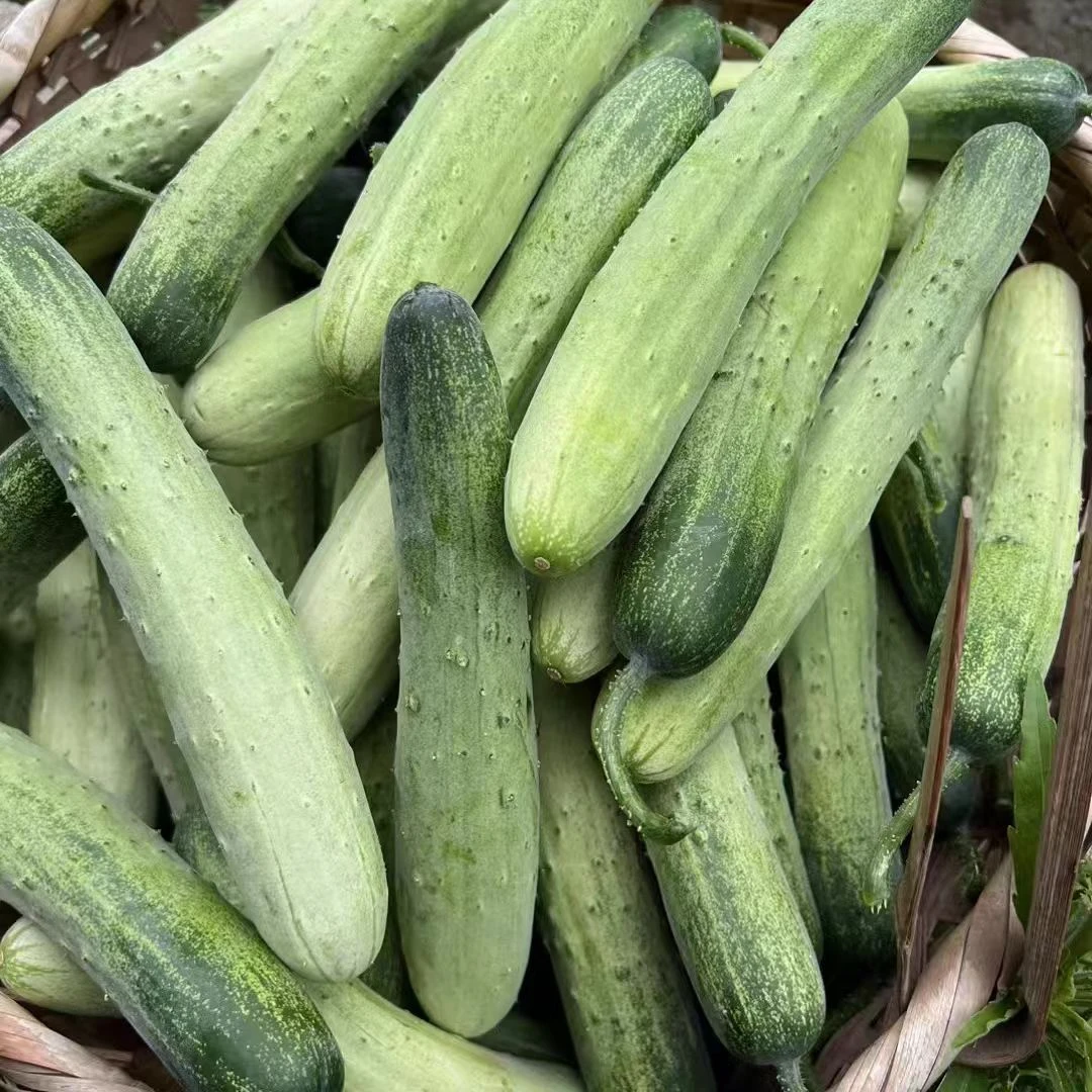 四川新鲜土黄瓜老式黄瓜吊瓜旱黄瓜水果黄瓜蔬菜生吃露天种植