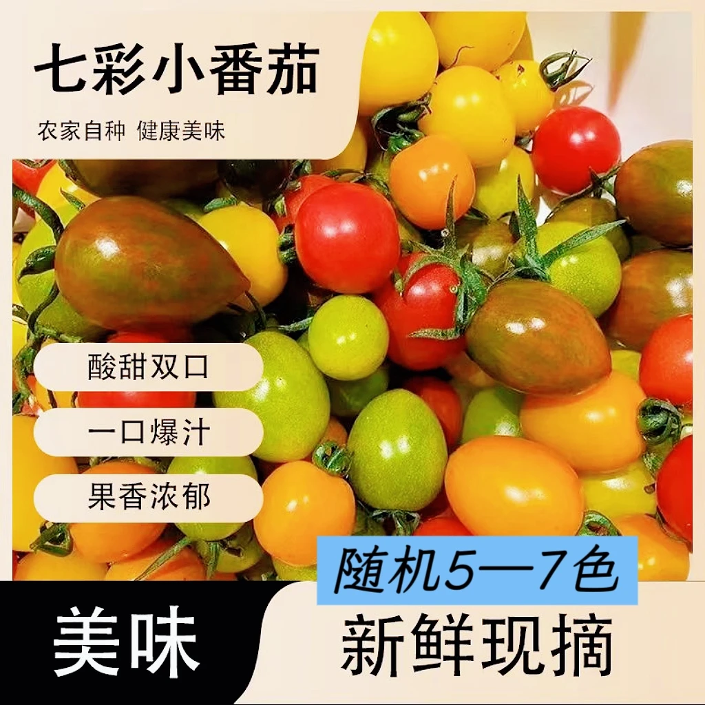 产地直发多色小番茄天然彩虹颗颗饱满酸甜多汁包邮坏果包赔